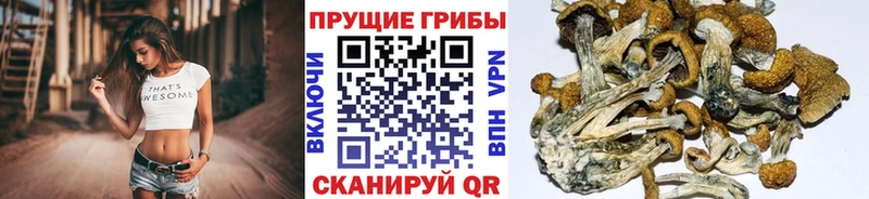 Галлюциногенные грибы Cubensis  купить  цена  Лахденпохья 